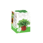 Hectarul - Kit Plante Aromatice Rucola